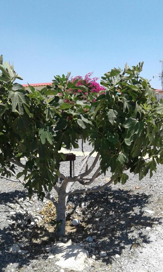 Mersinera Paradise Garden Stars House Larnaca Buitenkant foto